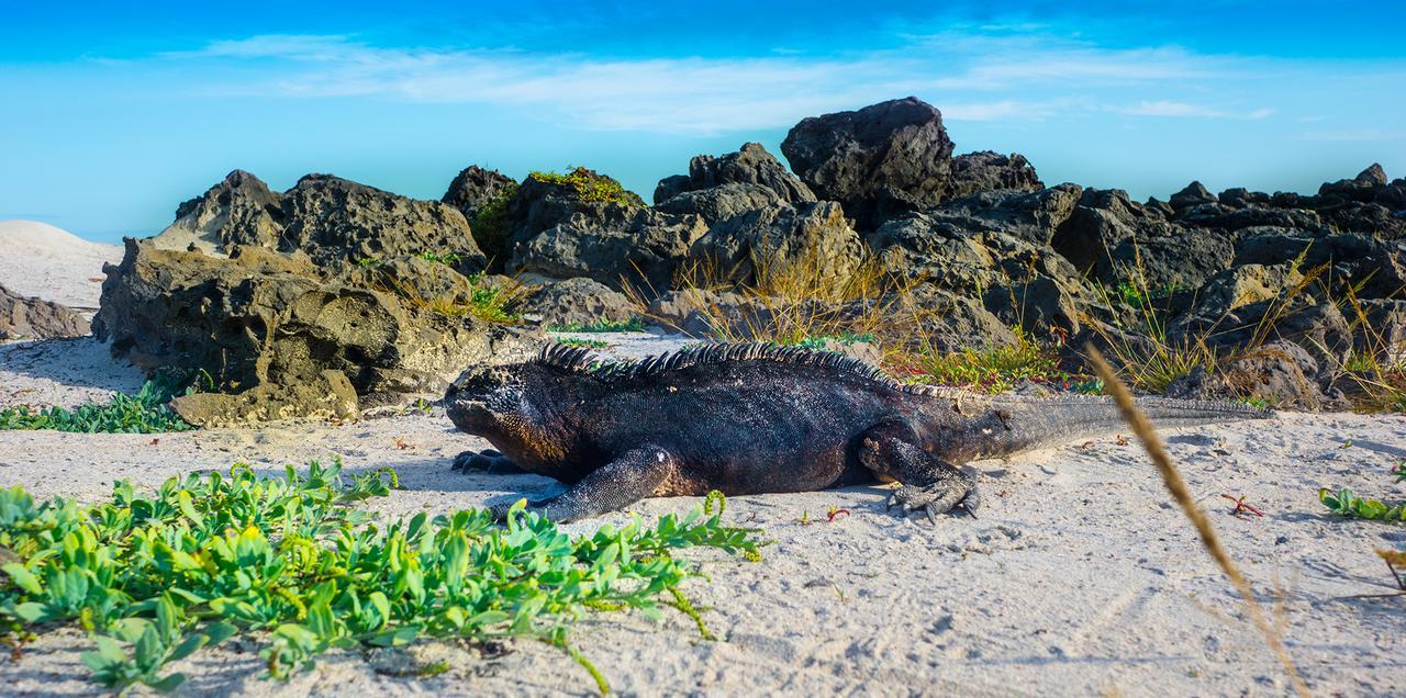 Bluebay Galapagos Planet Hotel Puerto Baquerizo Moreno Eksteriør billede